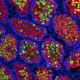 The testes of the mouse/rat hybrids seen up close using Immunofluorescence staining. The green and red spots mark the presence of sperm-associated proteins that otherwise would have been missing in sterile mice.